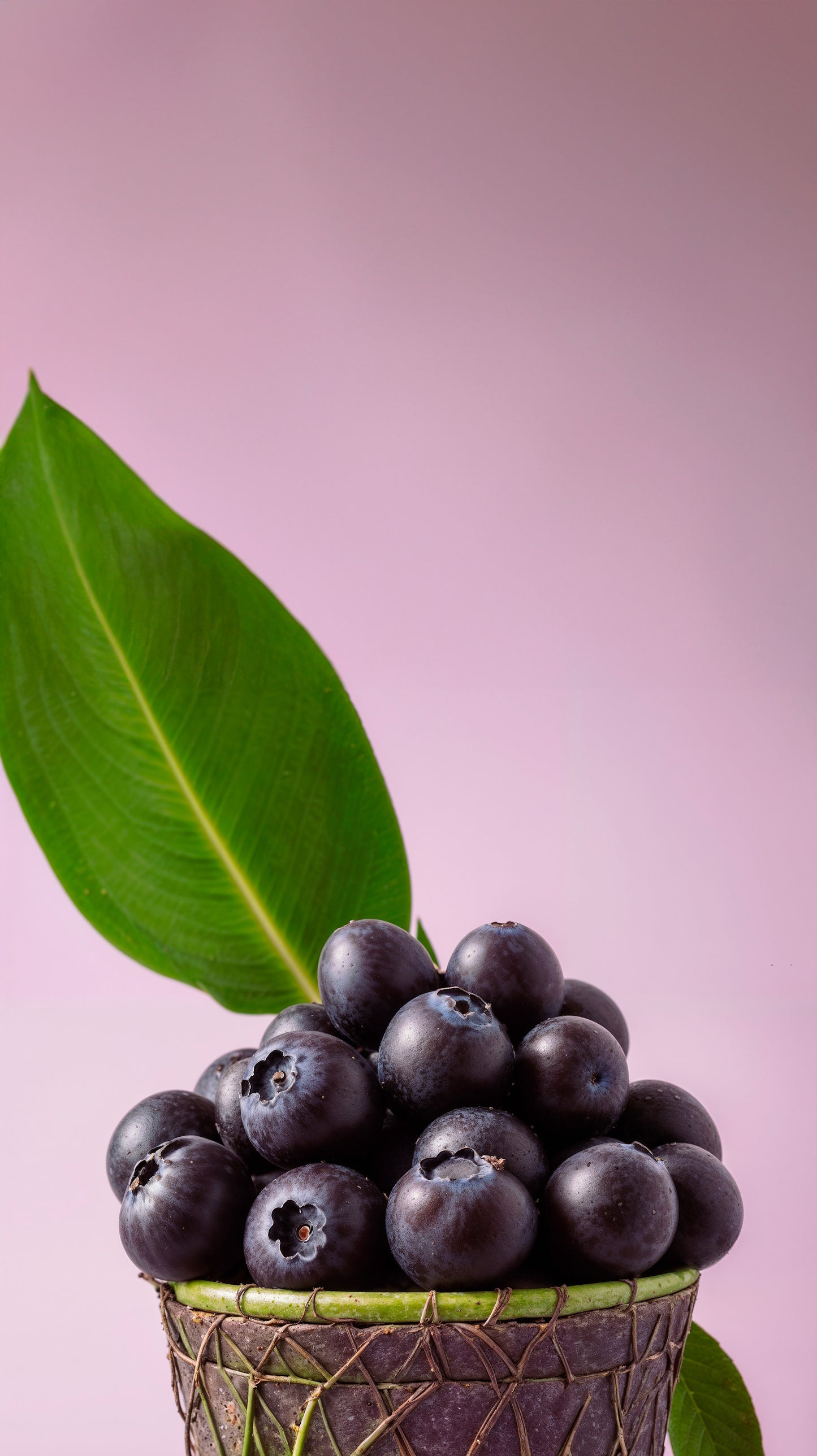 Immunity Defence - High-potency Brazilian acai, supporting immune function